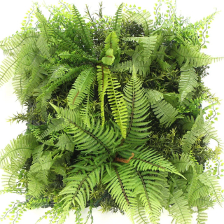MINI WALL GREEN Dicksonia tree fern, dílec 50 x 50 cm
